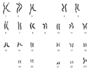 46 human chromosomes
