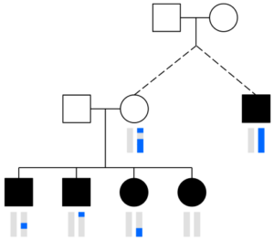DRUID combines segments that sibligs share with a relative to detect the parent's shared cM